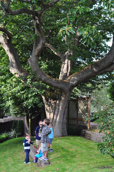 children climbing trees
